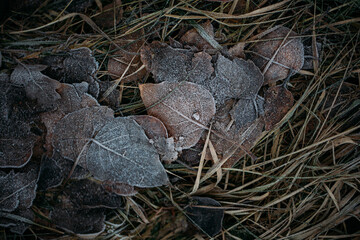 low key still life of Frozen leaves in winter on the ground