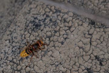 large forest wasp walking on the ground. Vespa crabro a dangerous venomous insect