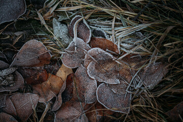 low key still life of Frozen leaves in winter on the ground