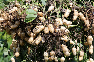 Peanut farming field in harvest time