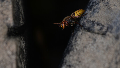 large forest wasp walking on the ground. Vespa crabro a dangerous venomous insect