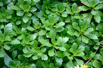 Garden ground cover shrub saxifrage. Background from small green leaves. Natural headpiece made of carved leaves. Back picture for writing text.