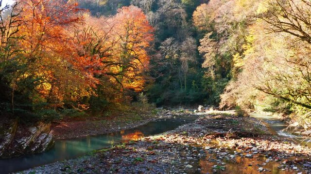 Khosta river at autumn. Flight over the river of Khosta in Caucasus Mountains during autumn sunny day. Yew and Boxwood Grove in Russia