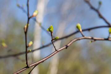 A close-up of a brown vine of a raspberry bush with blooming buds and sprouting green bright jagged leaves against a clear blue sky. Spring awakening of nature.