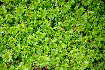 Garden ground cover shrub. Background from green leaves. Natural headpiece made of carved leaves. Back picture for writing text.