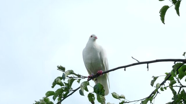 White turtle dove (Streptopelia roseogrisea) sitting on tree branch in 4K VIDEO. Light blue sky background behind the bird.