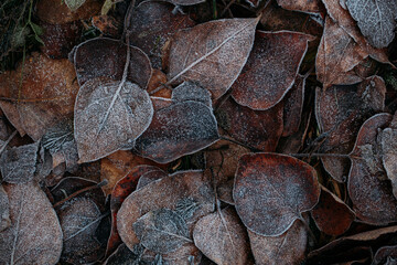 low key still life of Frozen leaves in winter on the ground