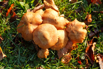 Braune Pilze auf einer Wiese