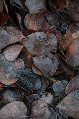 low key still life of Frozen leaves in winter on the ground