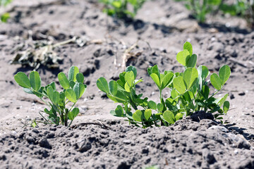 Peanut farming field in harvest time