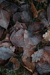 low key still life of Frozen leaves in winter on the ground