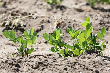Peanut farming field in harvest time