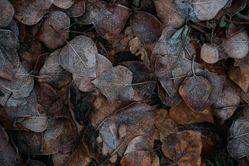 low key still life of Frozen leaves in winter on the ground