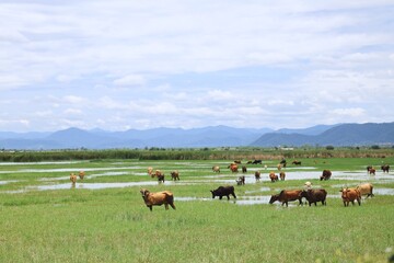 Naklejka na ściany i meble Cows in field with beautiful mountain and blue sky background.