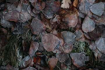 low key still life of Frozen leaves in winter on the ground