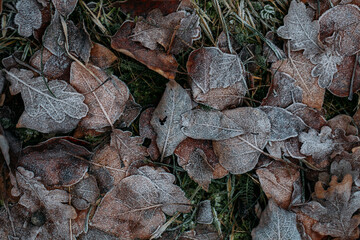 low key still life of Frozen leaves in winter on the ground