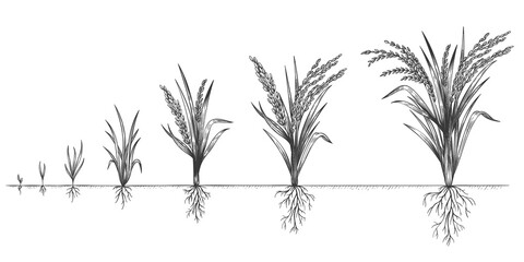 Rice growth. Plant crop growing cycle. Sketch life stages of farm cereal. Hand drawn spikelets in soil. Grains increase steps vector concept