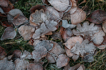 low key still life of Frozen leaves in winter on the ground
