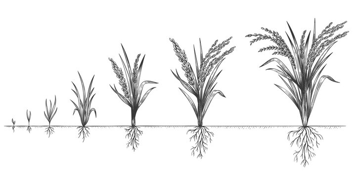 Rice growth. Plant crop growing cycle. Sketch life stages of farm cereal. Hand drawn spikelets in soil. Grains increase steps vector concept