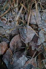 low key still life of Frozen leaves in winter on the ground