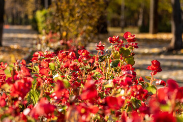 Beautiful begonias in the garden