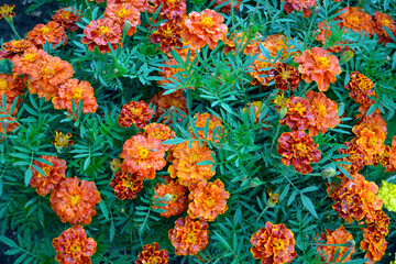Marigold shrub close up. Garden flower. Herbaceous plant with bright double flowers to decorate the garden flower bed.