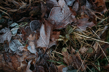 low key still life of Frozen leaves in winter on the ground