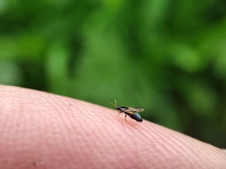 fly on leaf