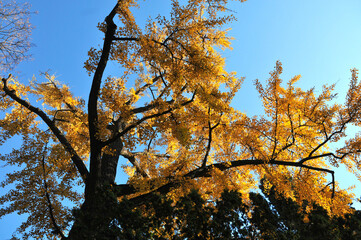 Drzewo w kolorach jesieni
