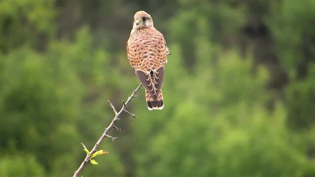 kestrel on the branch are waiting, kestrel flies, kestrel starts to dive, bird flies,