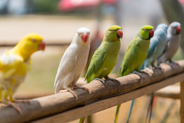 Lined up colorful Parrots and Parakeets.