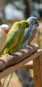 Lined up colorful Parrots and Parakeets.