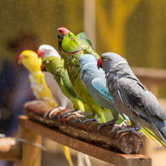 Lined up colorful Parrots and Parakeets.