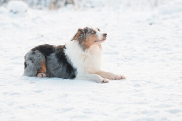 Australian shepherd lying in winter forest. Frozen plants.