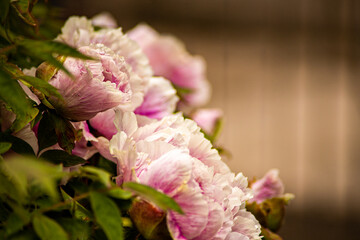 Moldova, Spring 2020. Peonies in my garden