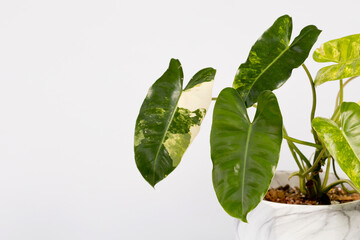 Philodendron Blur Marx variegated Potted house plant isolated on white background. Soft focus image.