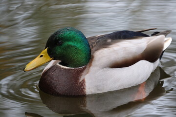 Duck on the water