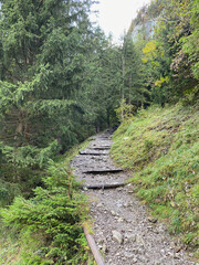 Obraz premium Waldpfad