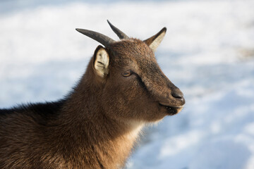 Pygmy goat in a park, wintertime
