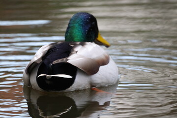 Duck on the water
