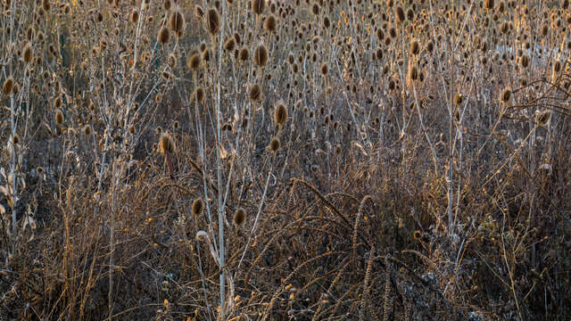 Autumn sketch, withered wild teasels