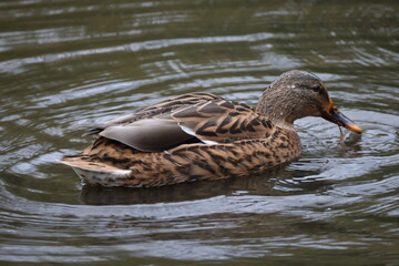 Duck on the water