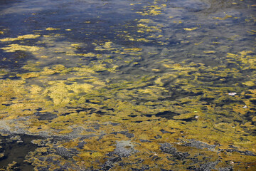 A large amount of trash polluting our waters.