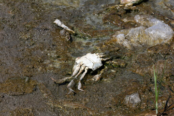 A large amount of trash polluting our waters.