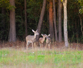 Whitetail deer threesome in Hoke County