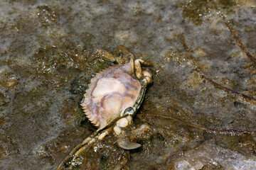 A large amount of trash polluting our waters.