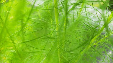 blury, green leaf needle plant
