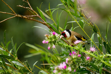 Closeup shot of European goldfinch perched on a tree branch surrounded by wildflowers