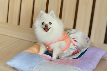White pomeranian puppy in hanbok smiling on the Korean traditional cushion. Holiday concept. 

