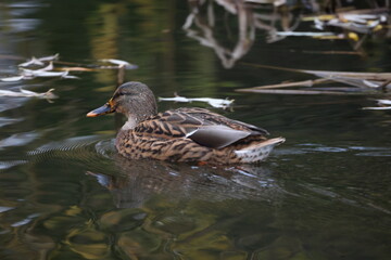 Duck on the water